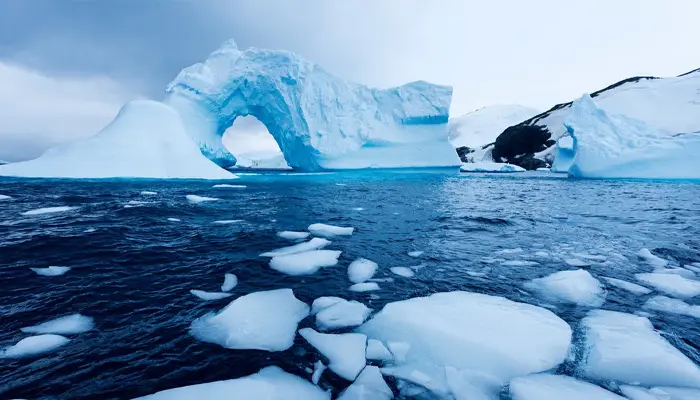 Adaptation Odyssey: Antarctic Wildlife Navigates Sea Ice Decline Amidst Conservation Challenges