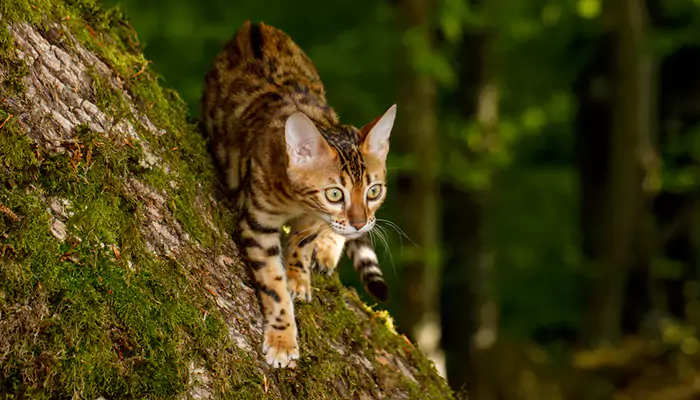Bengal cat: The feline Charm Of This Majestc Breed