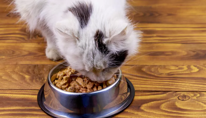 Can My Cat Safely Consume Dog Food? Essential Facts Every Pet Owner Should Know!