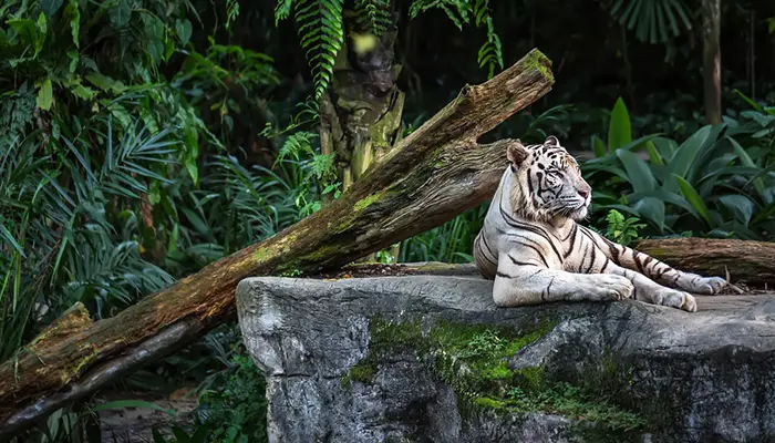 National Zoo Lovers’ Dat: A Walk on the Wild Side – The Most Innovative Zoos Around the World
