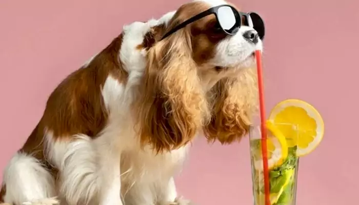 Don't Let The Heatwave Catch Your Pet Off Guard; Avoid These Summer Pet Care Blunders