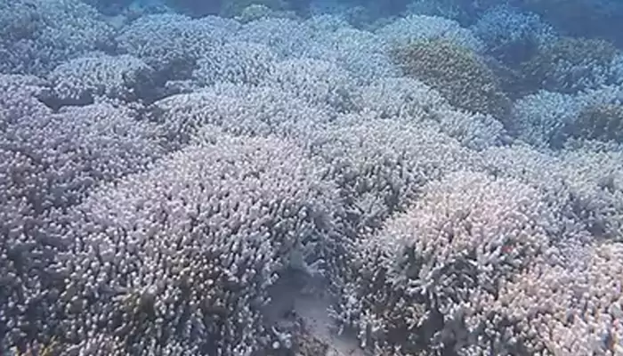 Underwater Meltdown: All You Need to Know about Coral Reef Bleaching as Lakshadweep Faces Tragic Impact of Climate Change