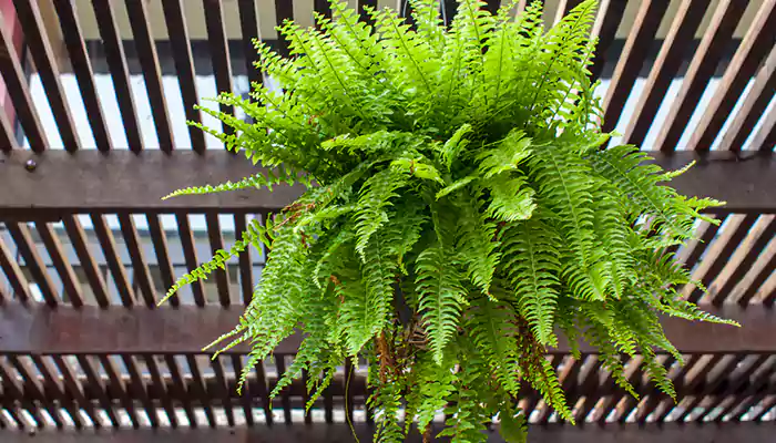 Types of ferns you can easily grow at home.