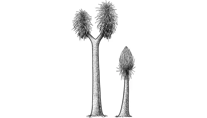 Famous extinct plants and why they went extinct.