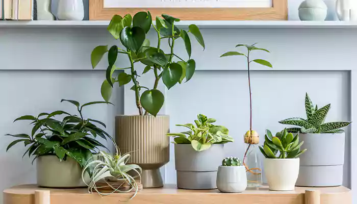 7 Tough Houseplants That Can Survive Almost Any Kind Of Trouble