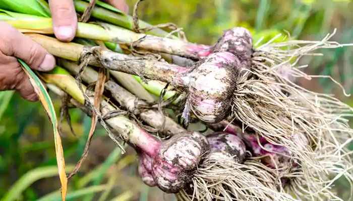 Types Of Garlic Crops And How To Prepare A Harvest