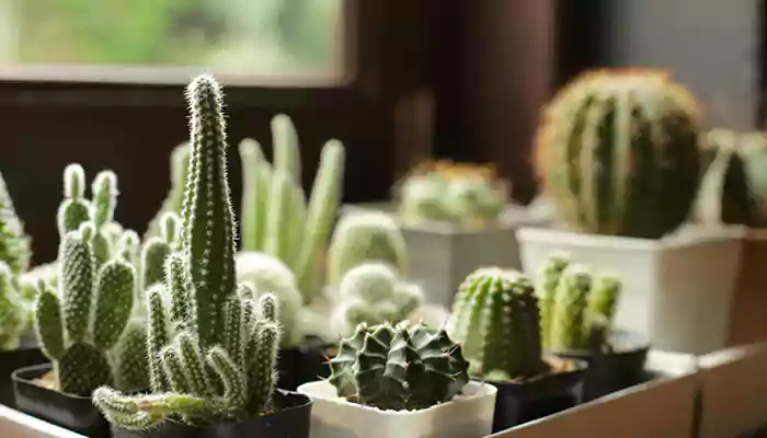 Are Cactus Plants Dangerous Indoor Decorations?