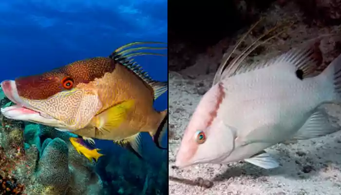 Surprising discovery: Hogfish can See With Its Skin; what we know so far?