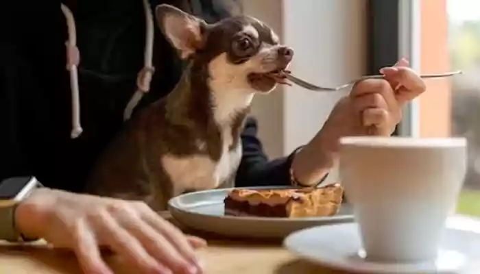 10 things to keep in mind when taking your dog to a cafe
