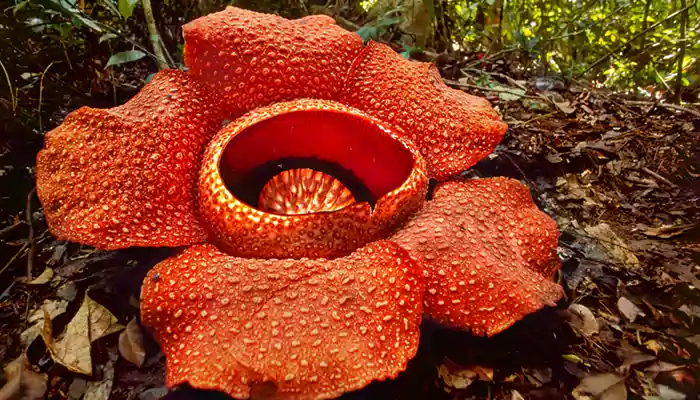 List of giant flowers which are rather infamous for their size