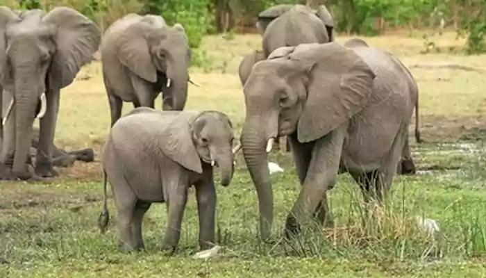 Surprising Discovery: Elephants May Be The First Non-human Animal To Call Each Other By Names