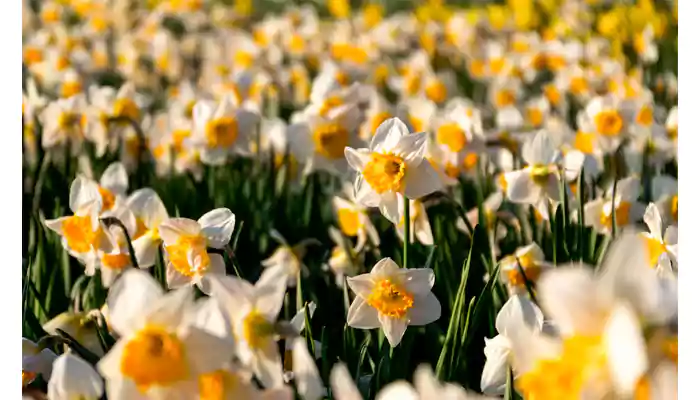 Which Shorter Daffodils to plant now for your Spring bloom?