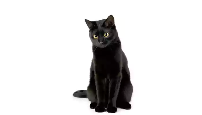 Whiskers of Mystery: Unveiling Intriguing Black Cat Chronicles for National Black Cat Awareness Month!