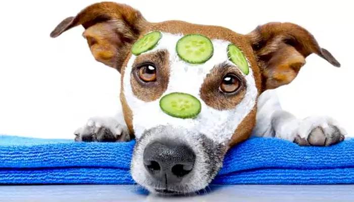 Pamper Your Pooch With A Special Spa On This National Pet Day; Know How