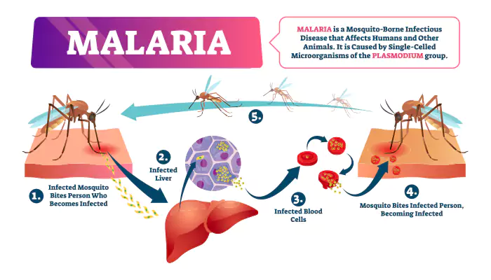 Explaining Malaria : Separating Fact From Fiction