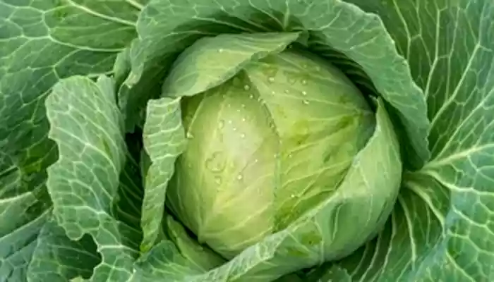 Cabbage Day: Myth vs Fact: Stay Away From These Common Misconceptions About Cabbage