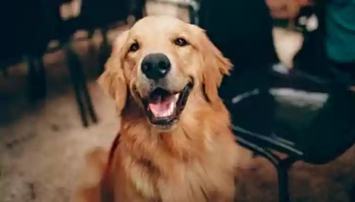 Golden Retriever day: Winter Care Tips, Photography Ideas And Training Techniques For Your Furry Friend